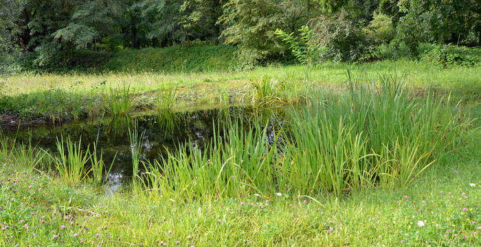 Weiher Naturschutzgebiet Weilmatten