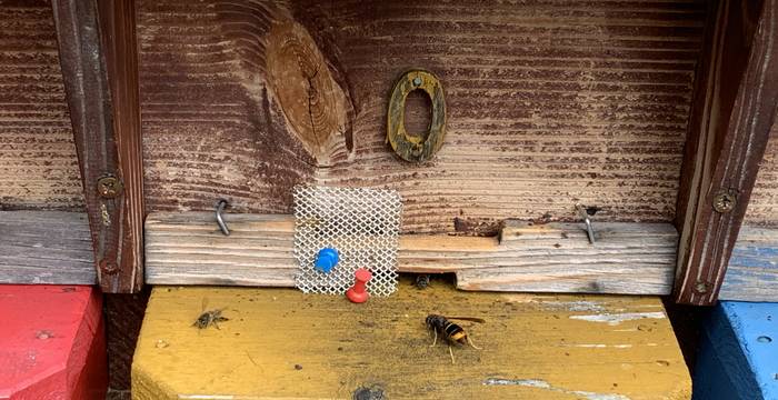 Asiatische Hornisse vor Bienenstock