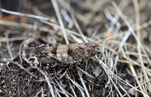 Blauflügelige Ödlandschrecke
