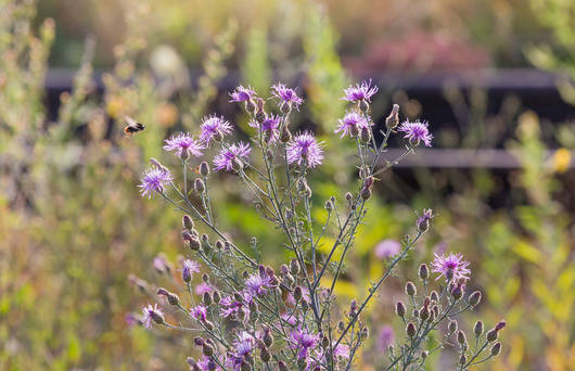 Rheinische Flockenblume