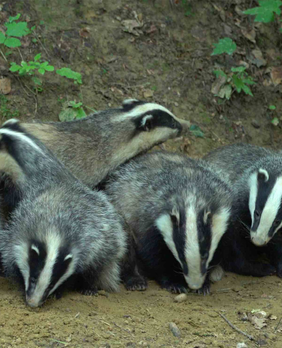 Dachse vor ihrem Bau