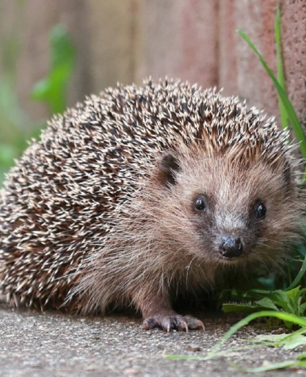 Igel an einer Gartenmauer