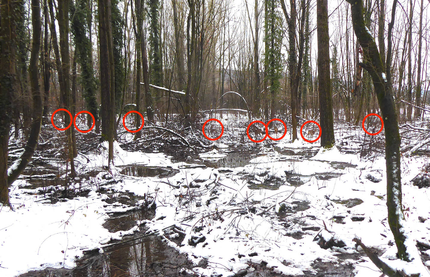 suchbild breit 8 rehe lange erlen cr yannick bucher